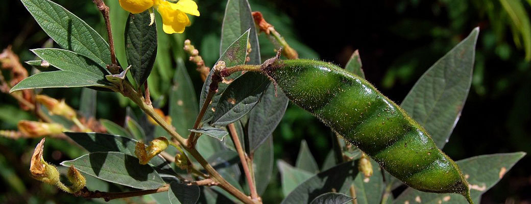 Pigeon Pea Foundation Seed